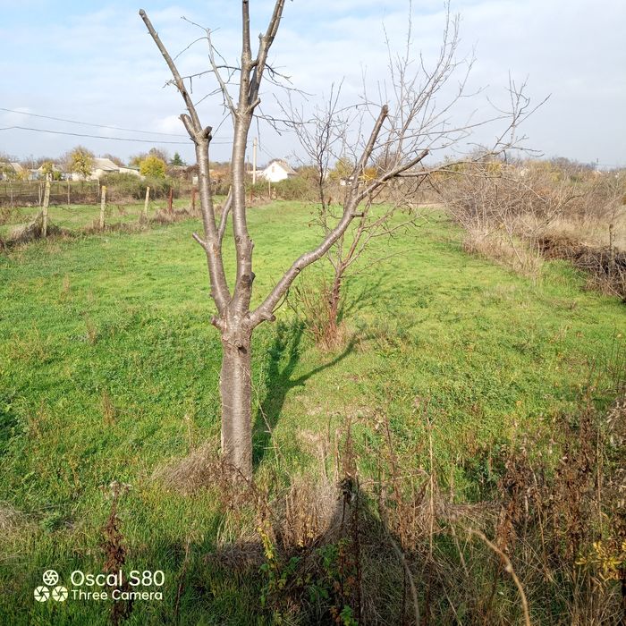 Продам дом в селі Курісове