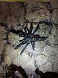 Psalmopeus irminia samica 4DC