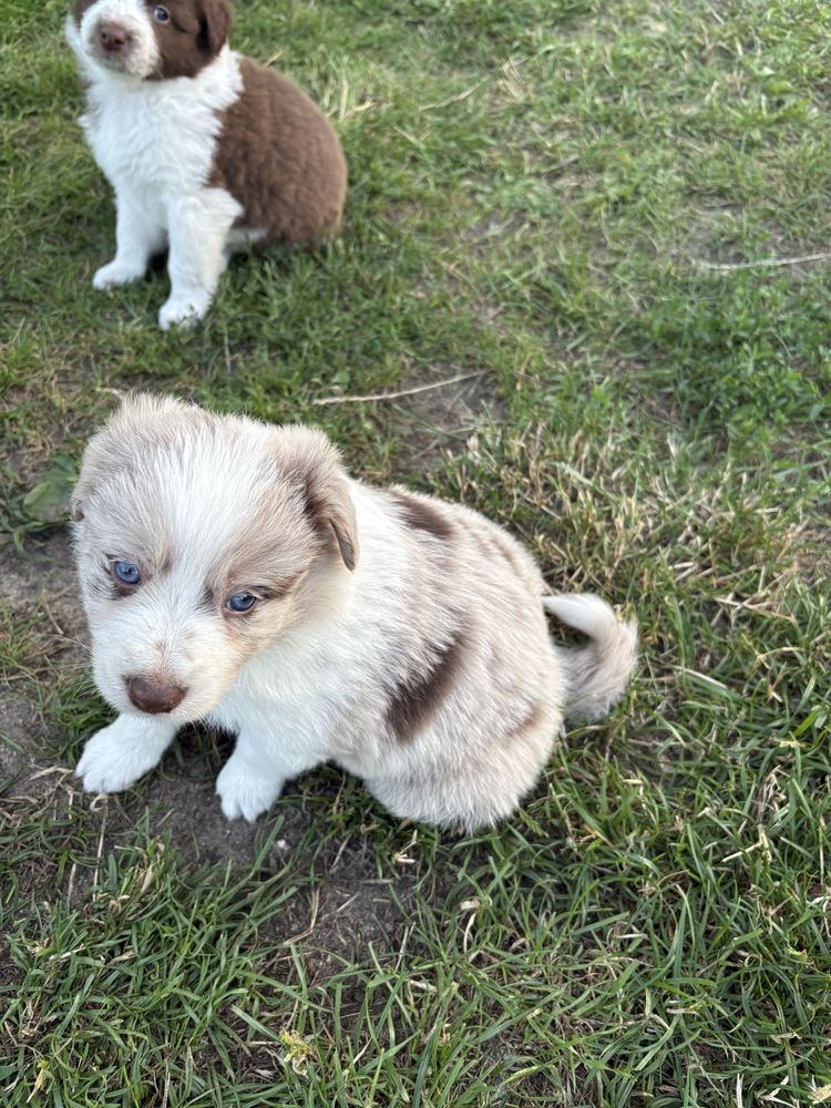 Border Collie Red Merle suczka