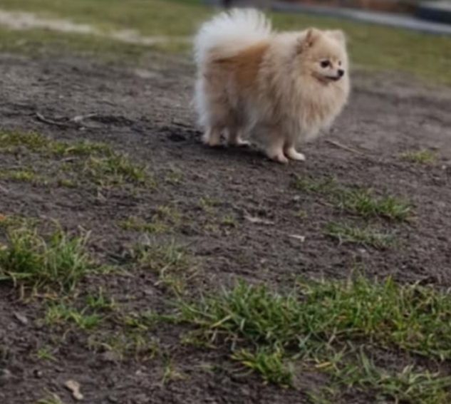 Pomeranian Szpic miniaturowy suczka 3lata