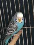 1 Periquito australiano de cor azul (fêmea)