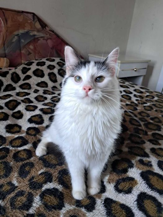 Котёнок Ляля — нежная девочка. Ей 10 месяцев.