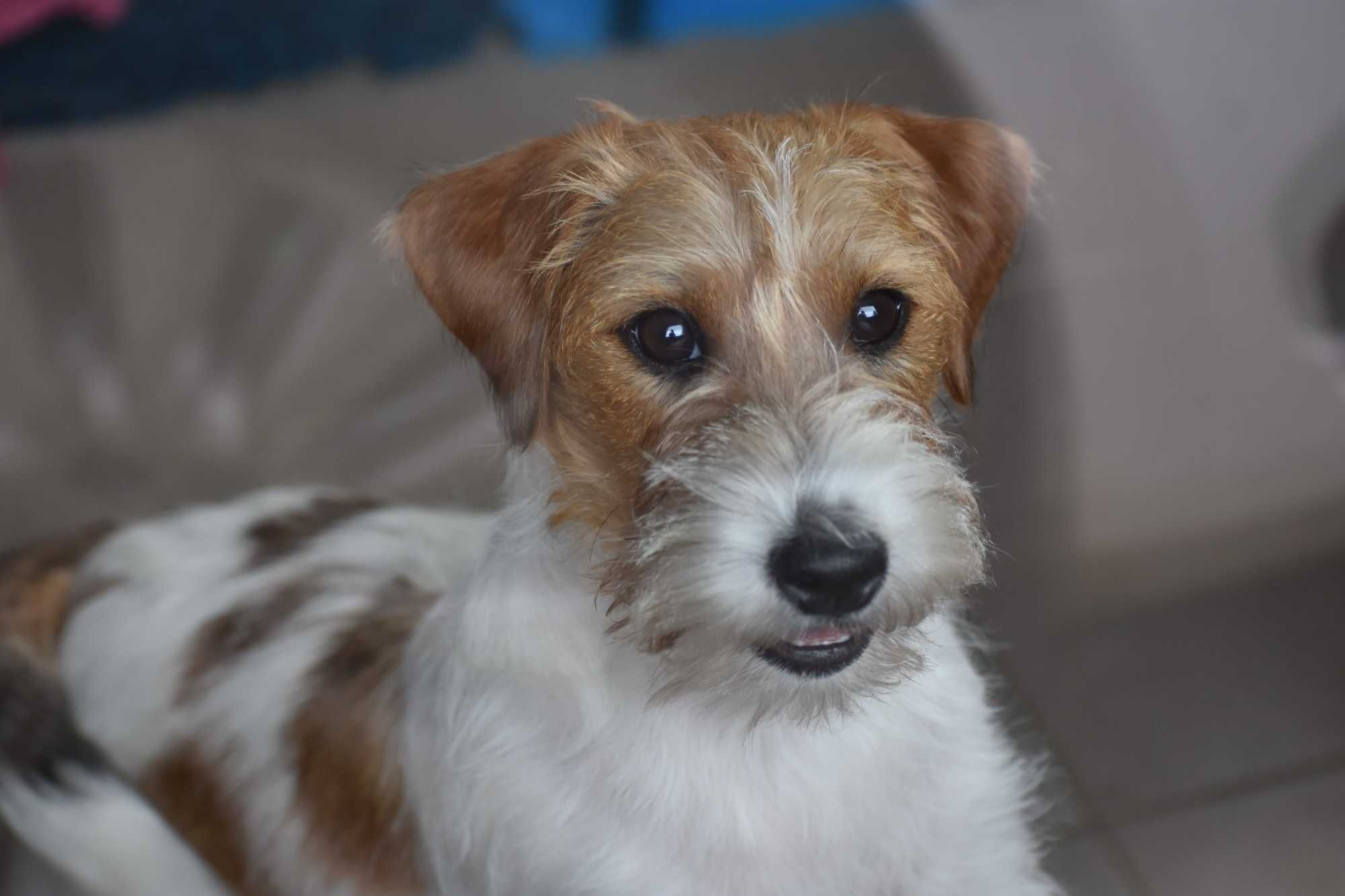 Piękny szczeniak rasy Jack Russell Terrier-chłopiec dla rodziny