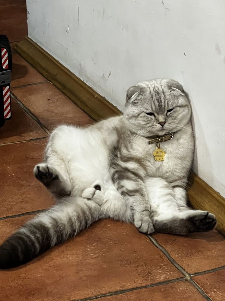 Шотландський фолд котик запрошує на вʼязку