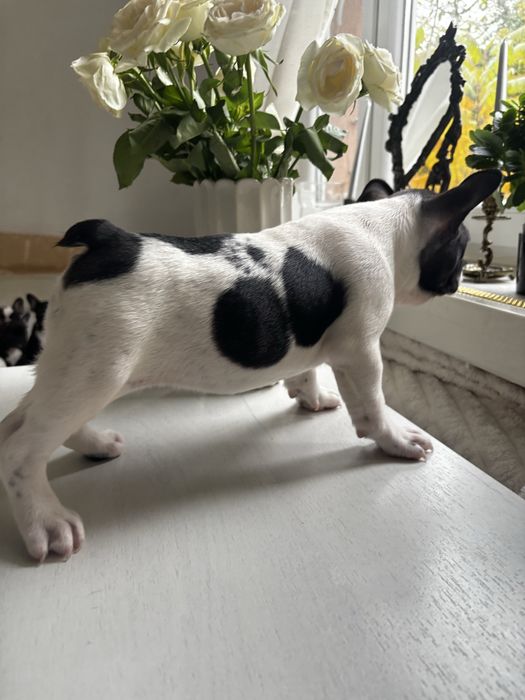 Buldog francuski z rodowodem suczka gotowa do odbioru