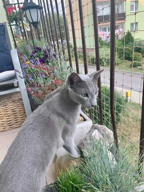 Siatka na balkon, siatka dla kota, przeciw gołębiom