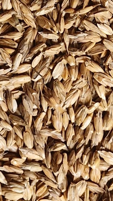 Samopsza,Orkisz,Płaskurka jara