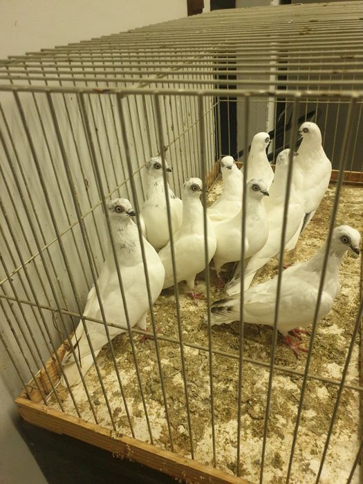 Gołębie ozdobne Winery