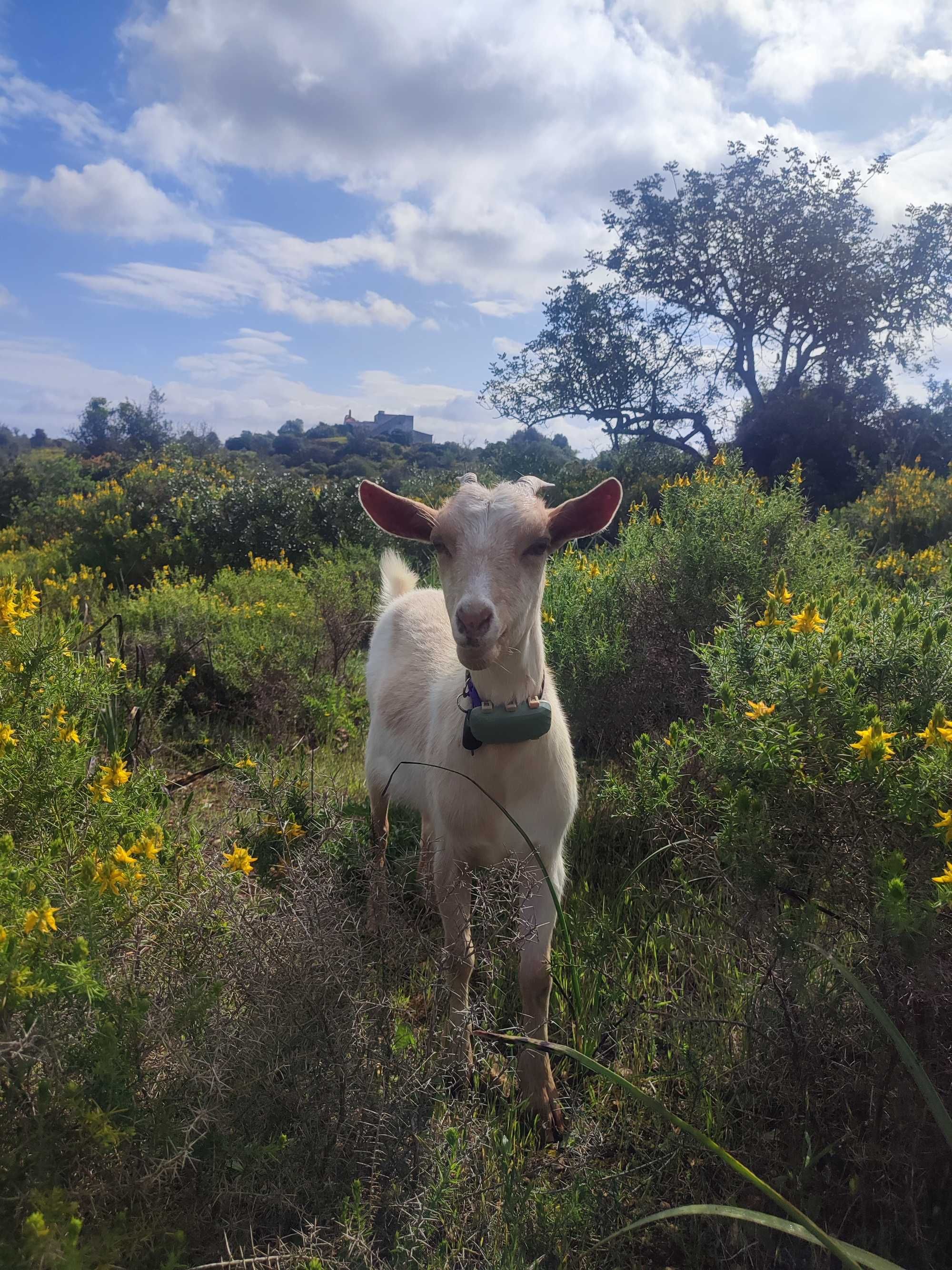 Cabras anãs da África Ocidental para venda.