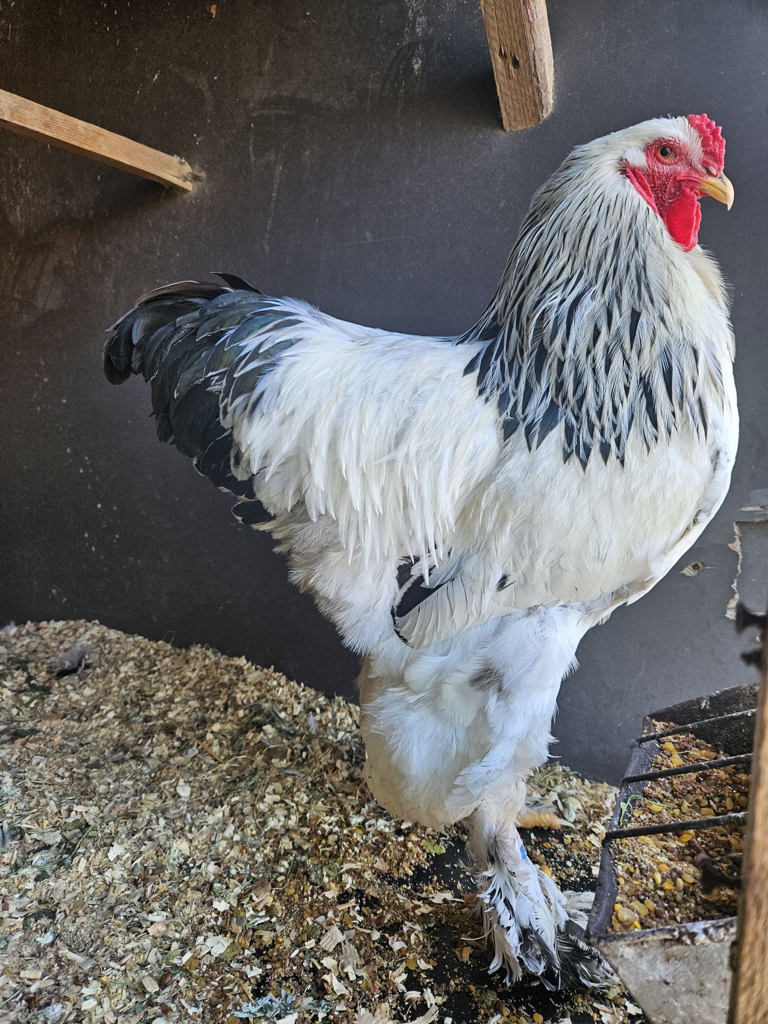 Kury brahma gronostajowa