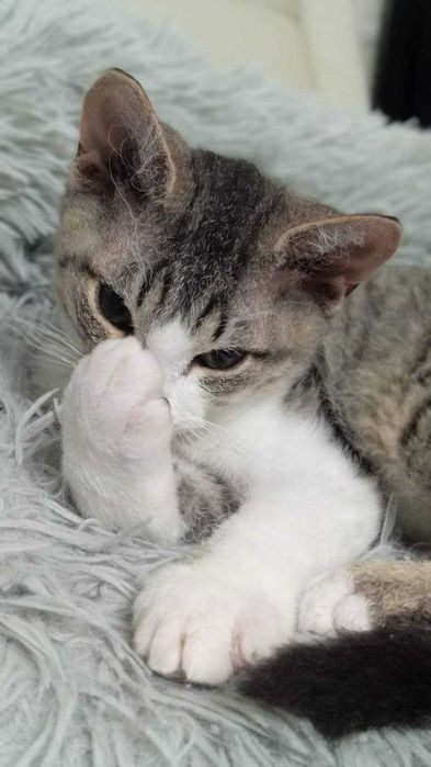 Кошеня Девон-Рекс