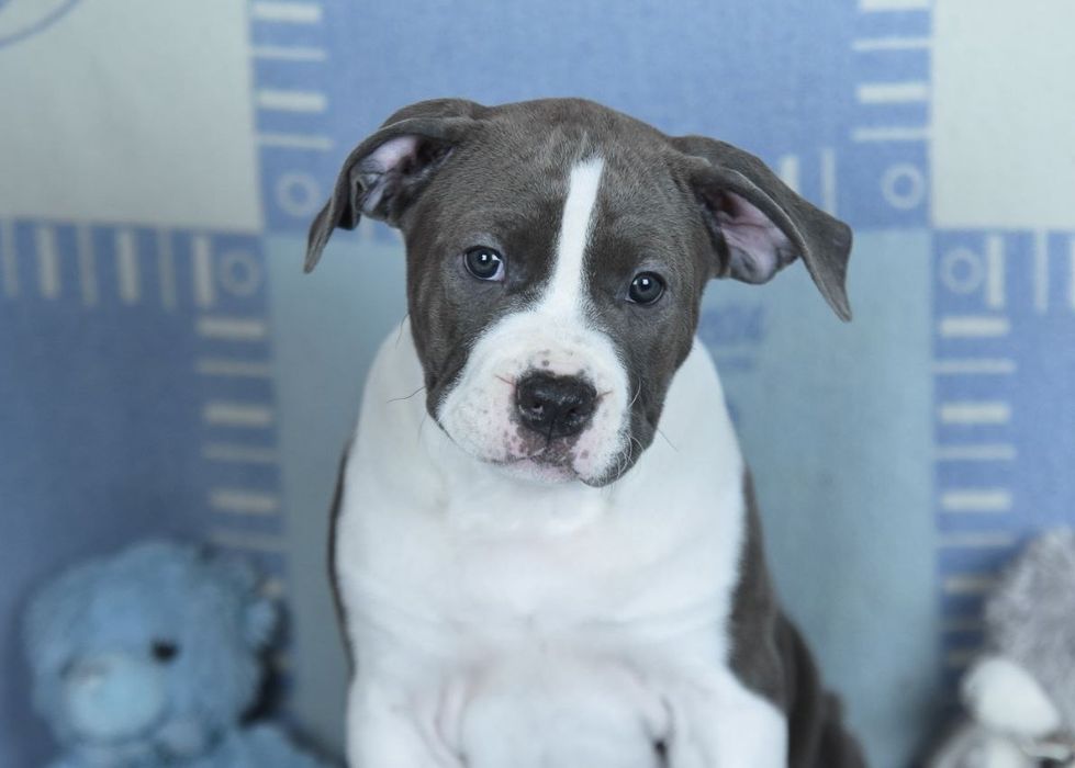 Породная голубая девочка амстафф, стафф, стаффордширский терьер КСУ