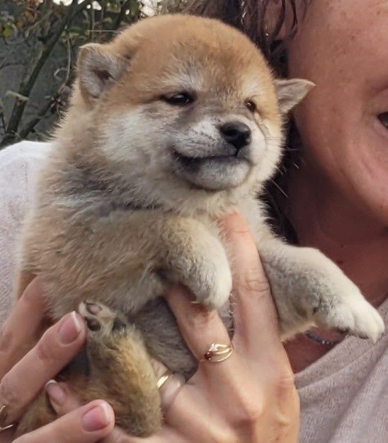 Shiba inu samczyk czerwony ! Gotowy do odbioru!