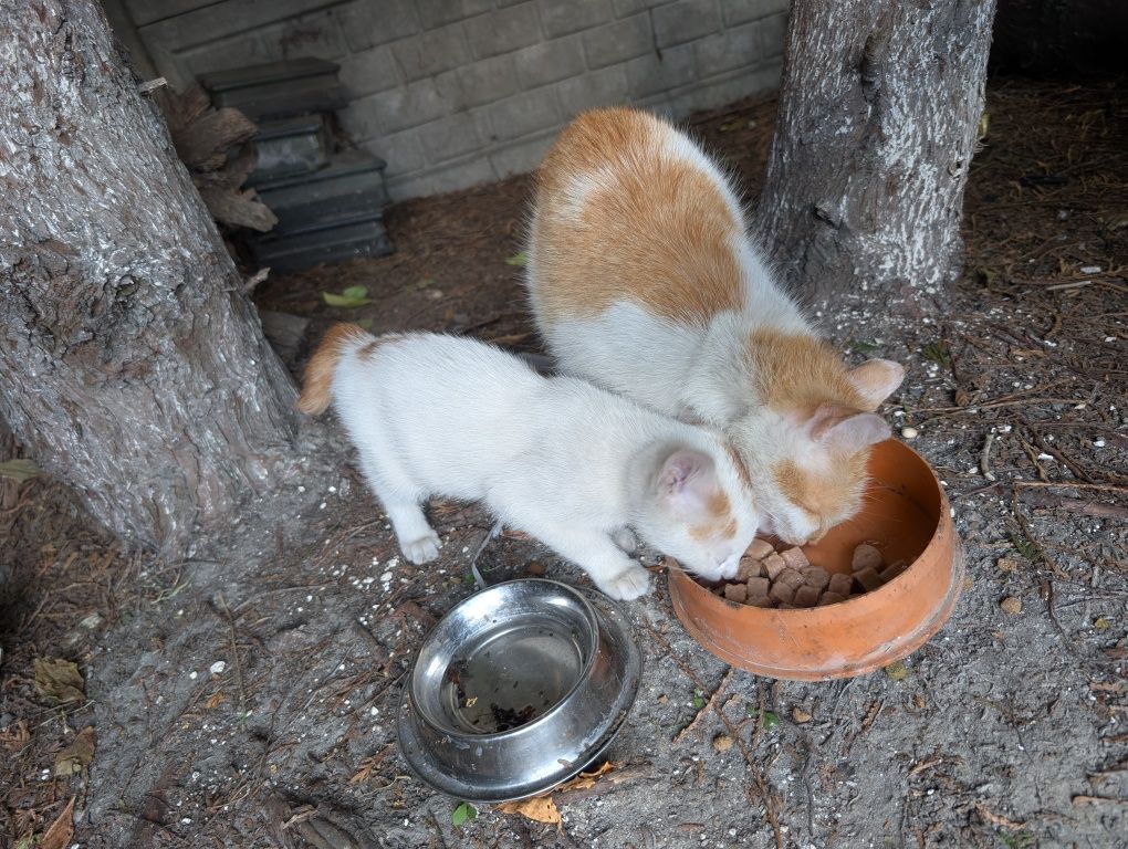 Kotki oddam 2 szt. za darmo