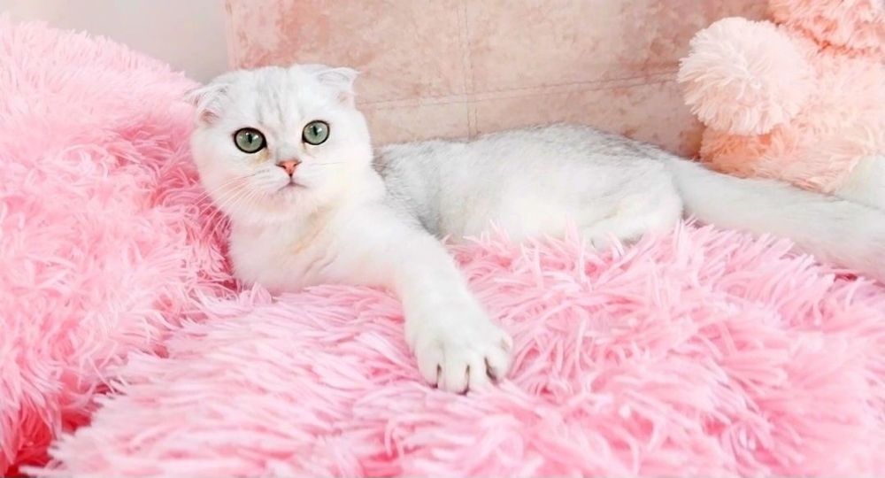 Чарівний хлопчик красунчик висловушка