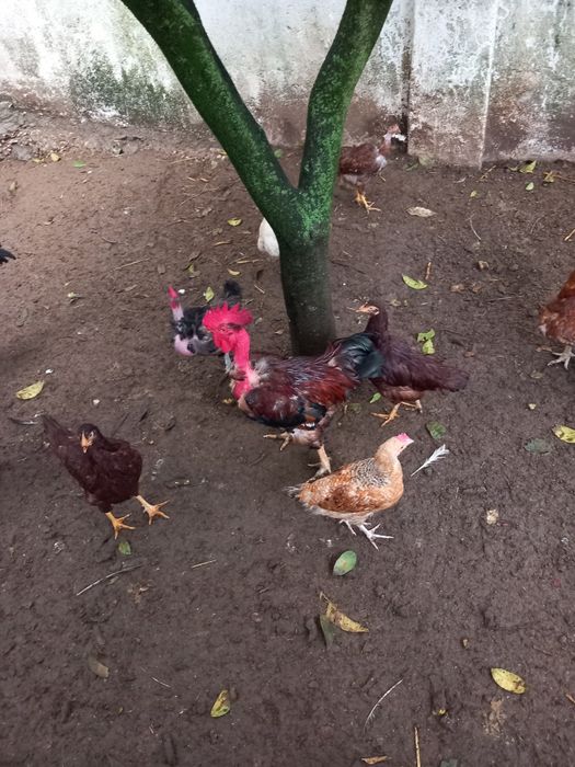 Vendo galos de campo