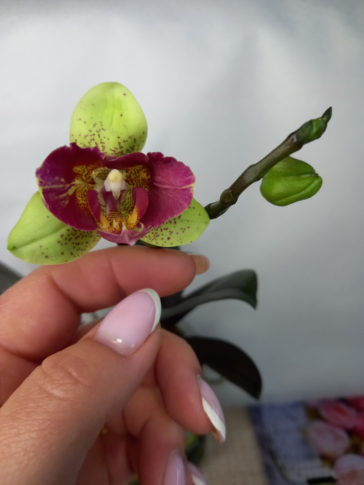 Продам орхидею Phal.Chi-Yueh Kaleidescope (пелорик)