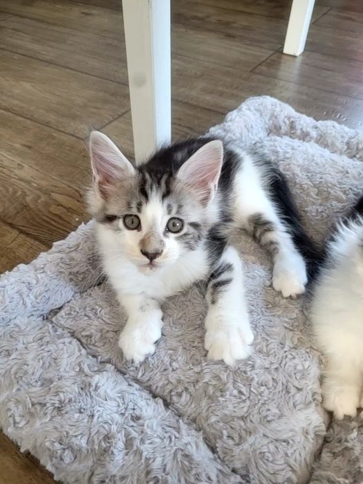 Kotek EROS Bagheera Pl Maine Coon