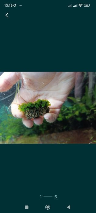 Мох f. Taxifolius, камерун