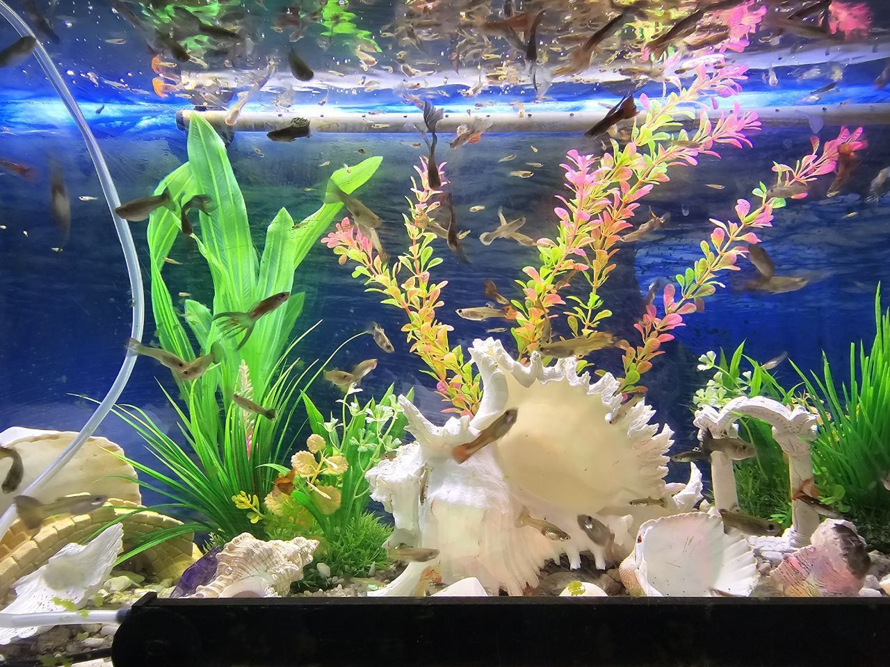 Vendo peixes Guppy por unid.