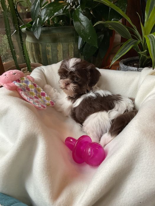 Shih-Tzu Suczki Salonowe!