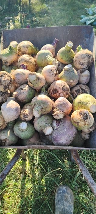 Brukiew jadalna ekologiczna