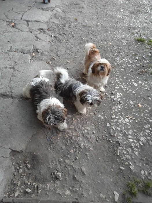 Piękne suczki 5 miesięcy