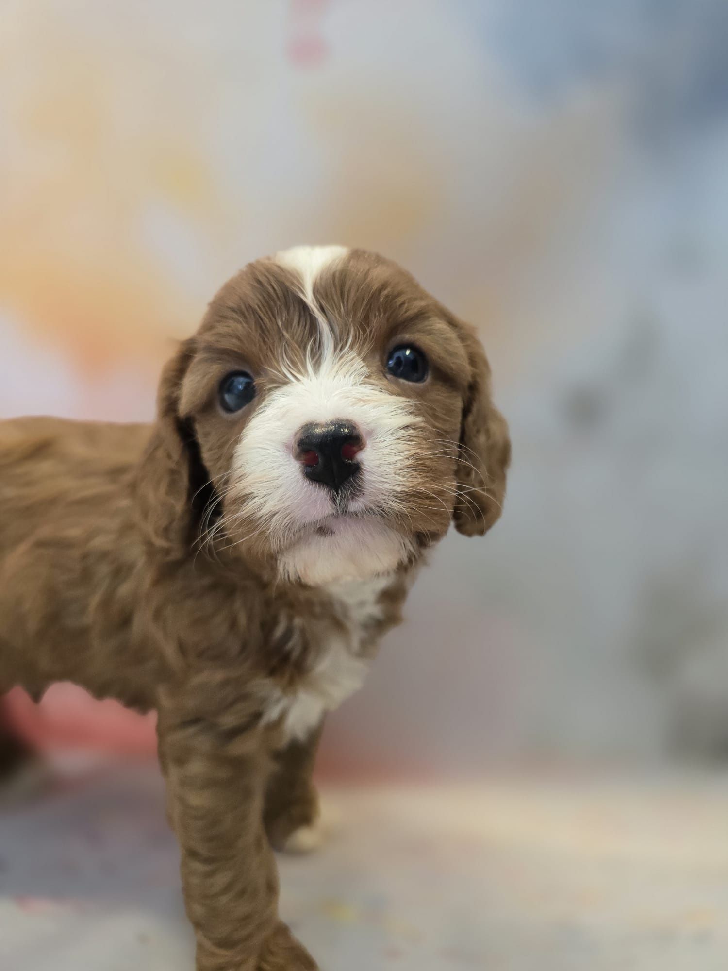 Cavapoo śliczny szczeniak