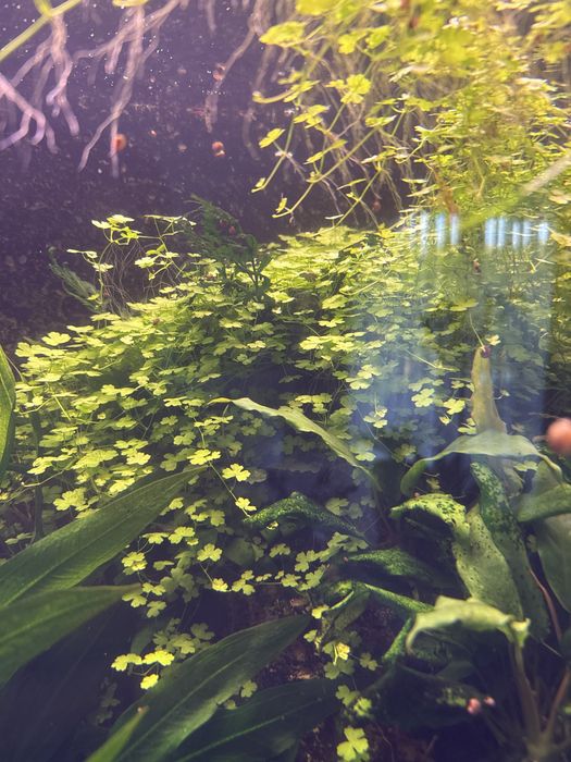 Hydrocotyle wąkrotka mini roślina akwariowa