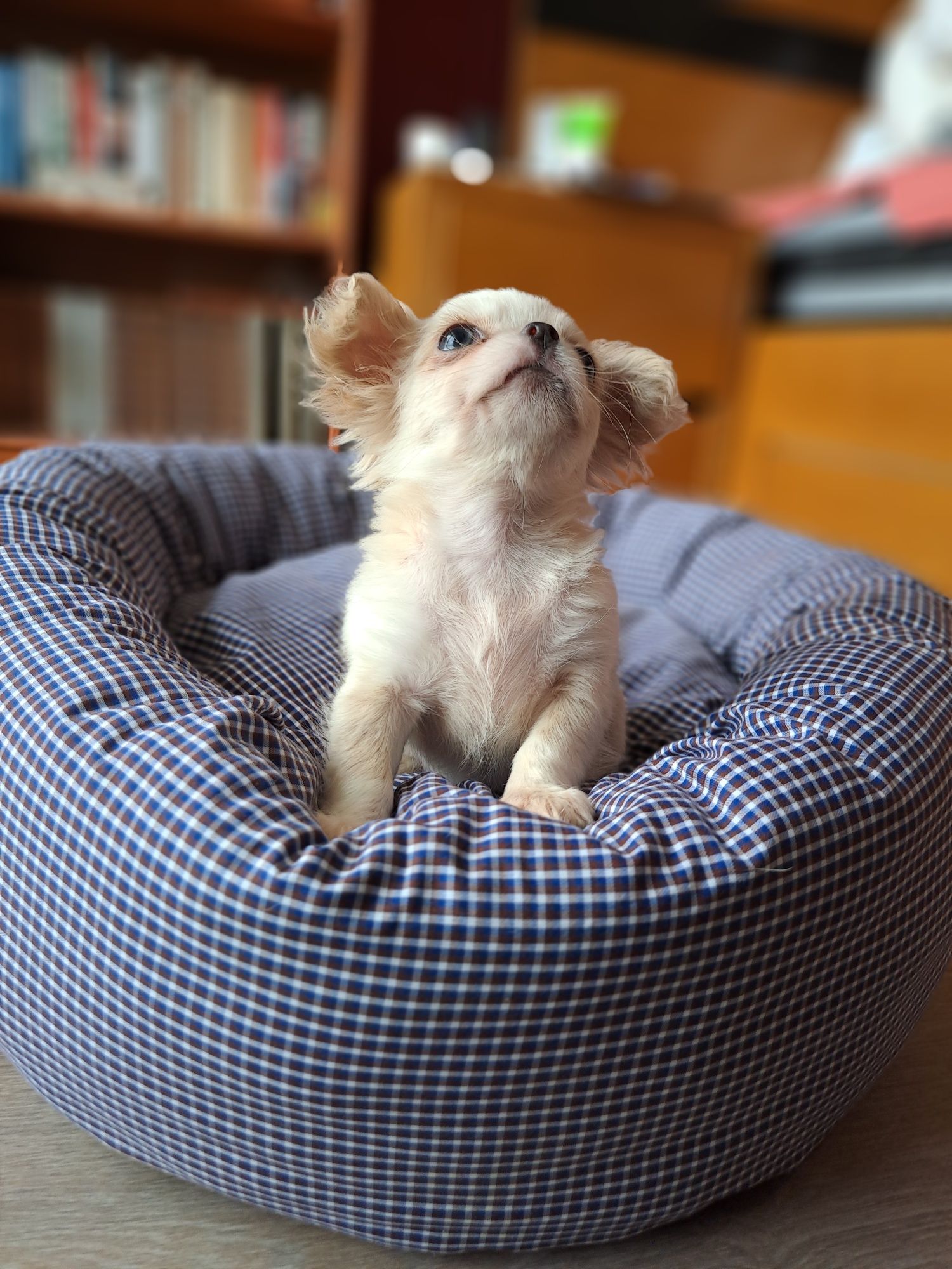 Chihuahua macho, com LOP. Quem se vai apaixonar por mim?