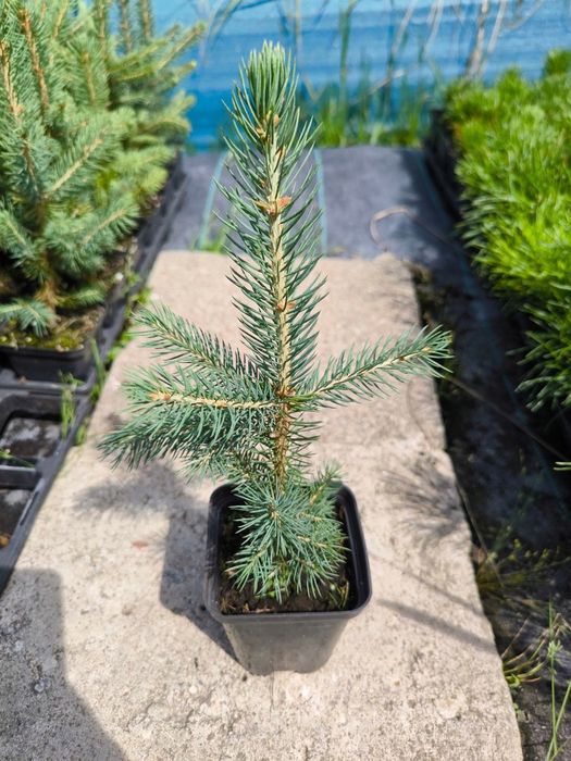 Świerk srebrny w p9 wysyłka