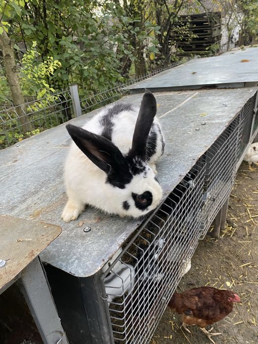 Кролики великі та маленькі