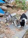 Dois gatinhos procuram dono responsável