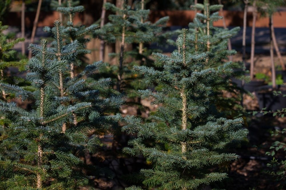 Jodła Arizońska (Abies Lasiocarpa), wysokość 30-50cm, donica 5l
