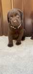 Labrador Retriever przepiekny czekoladowy