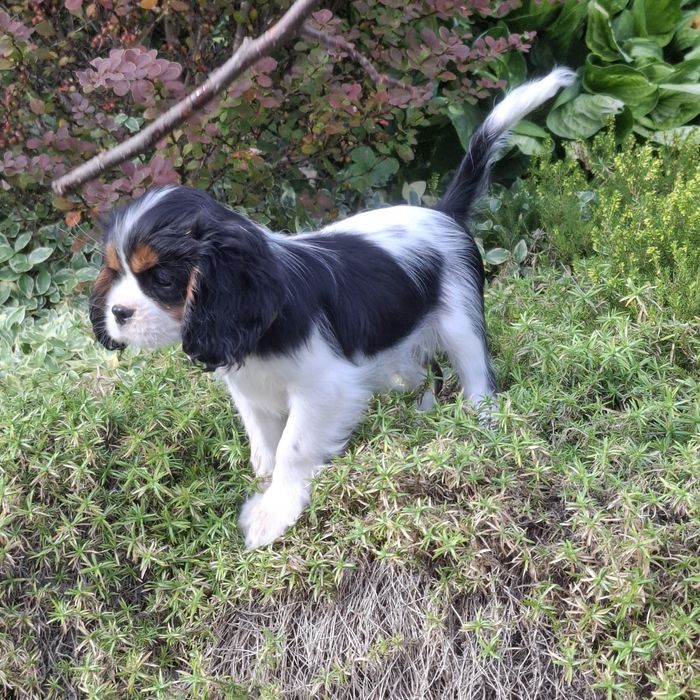Szczeniak Cavalier King Charles Spaniel FCI Związek Kynologiczny w Pol