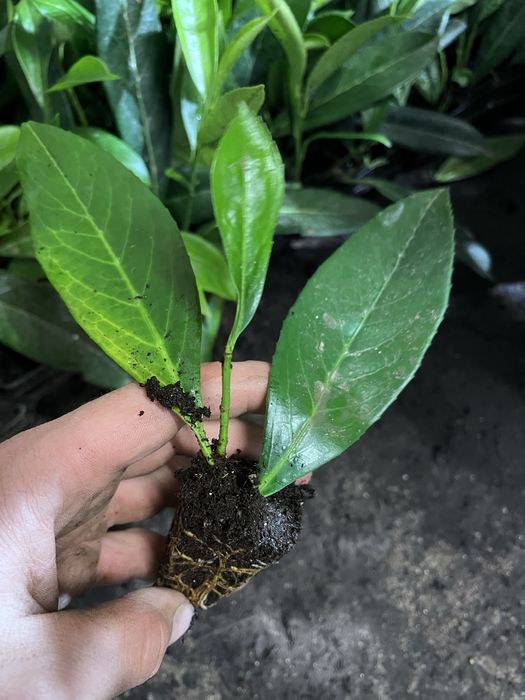 Multiplat laurowisnia novita caucasica