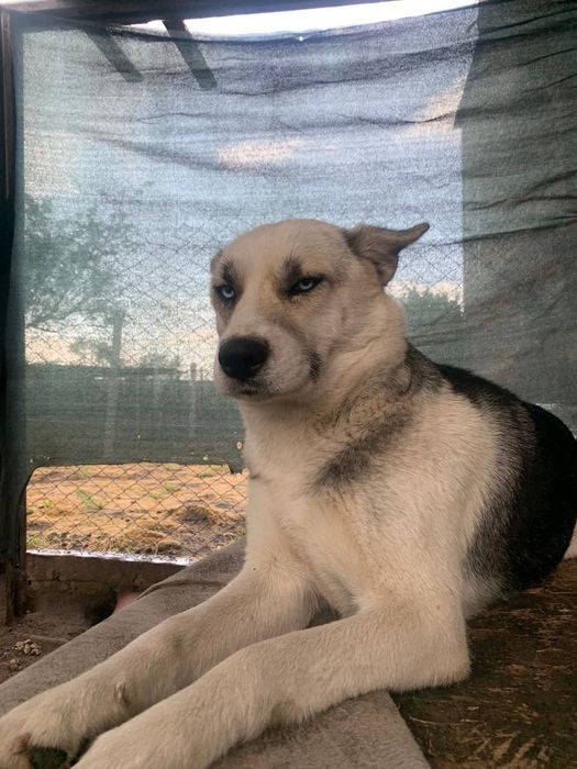 Чистокровная хаски