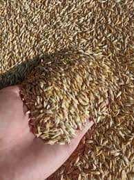 Продається ячмінь озимий 2025 року