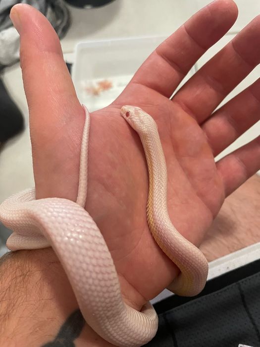 Wąż zbożowy, węże zbożowe samce i samice młode