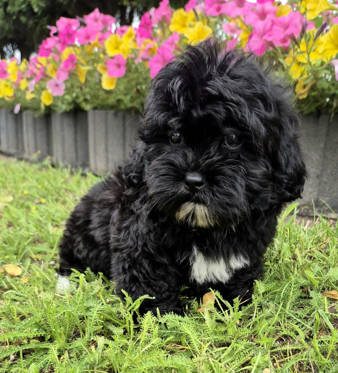 Shihpoo Sunia hybryda ras