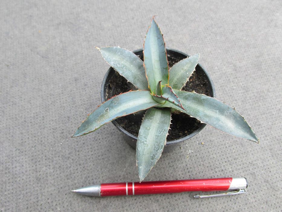 Mrozoodporna agawa do -15 °C - Agave lophantha splendida - sadzonka