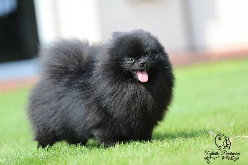 Szpic miniatyrowy pomeranian