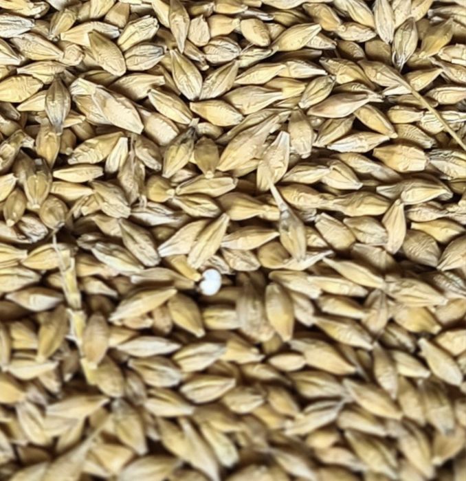 Jęczmień jary 25kg. Ładne grube ziarno. Szybka wysyłka OLX