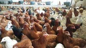 Kury z wolnego wybiegu ! Nioski Rossa Messa Leghorn Dominant ! Dowóz !
