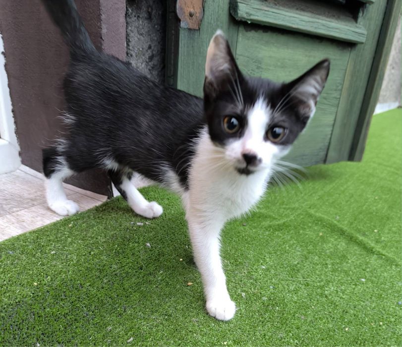 Czarno-biała kotka szuka domu stałego lub tymczasowego