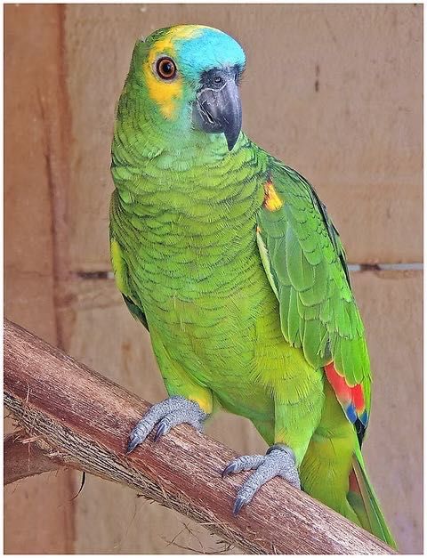papagaios amazona aestiva