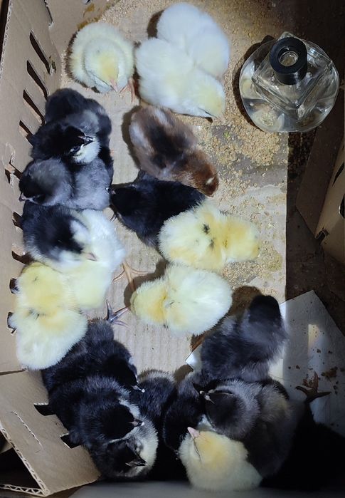 Jaja lęgowe kur mix ras ,kurczaki