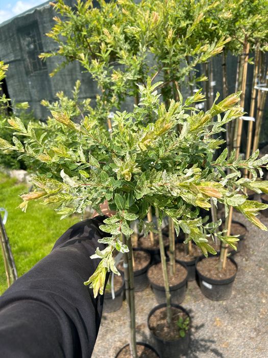 Верба Хакуро-Нішикі на штамбі | З відкритою кореневою системою