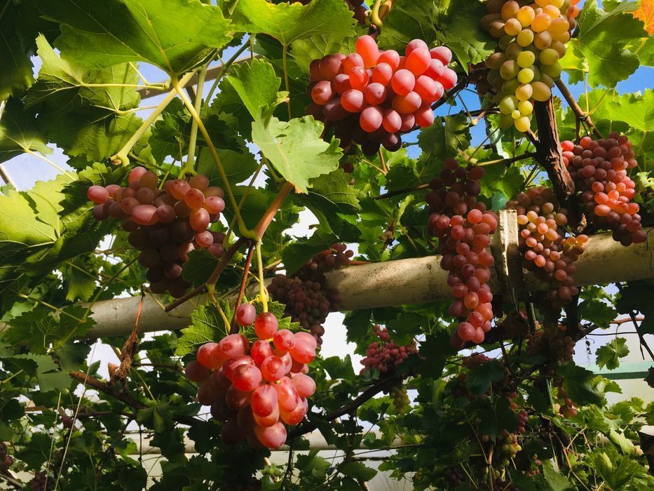 Czerwone słodkie winogrona bezpestkowe